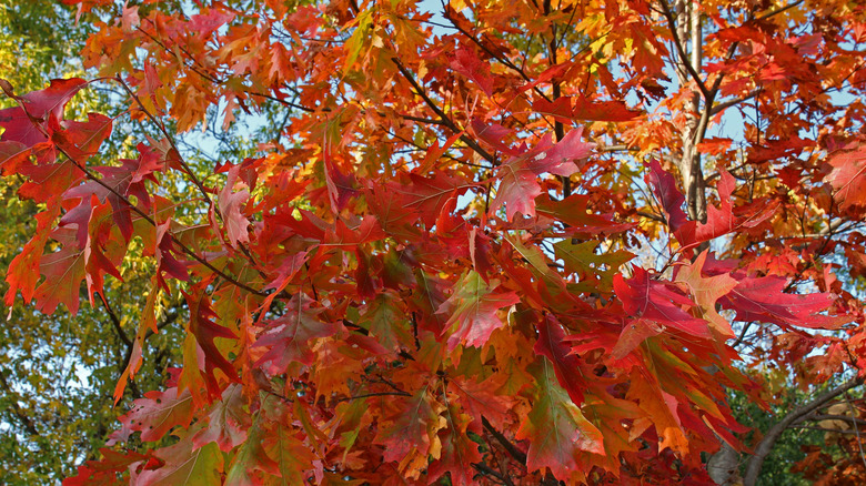 A close up of autumn leaves on a red oak tree