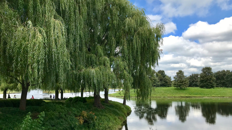 A weeping willow tree draping over lake in a park
