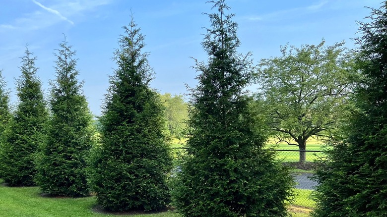 A row of 'Green Giant' arborvitae in a large garden