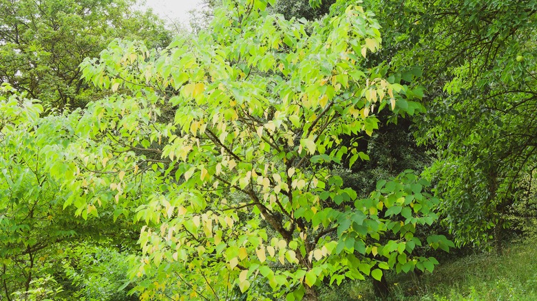 A young common hackberry tree in the landscape