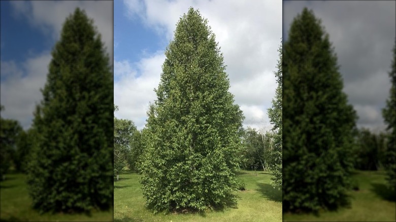'Emerald Flare' Tianshan birch growing on a lawn
