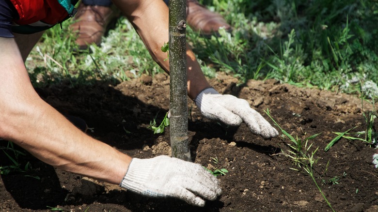 Gardener planting a tree in a sunny spot in the yard