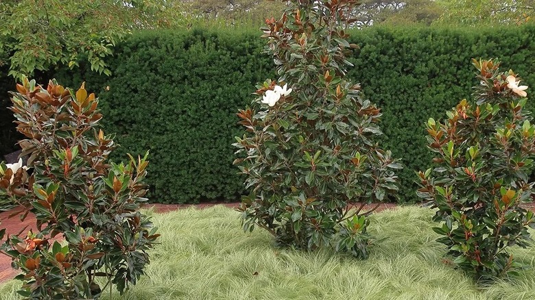 Three young magnolia 'Little Gem' trees in a garden