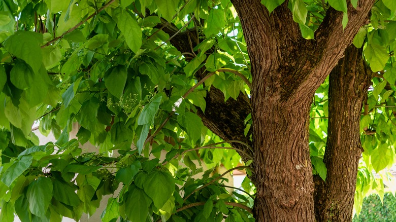 Closeup of a northern Catalpa showing the large leaves and attractive bark