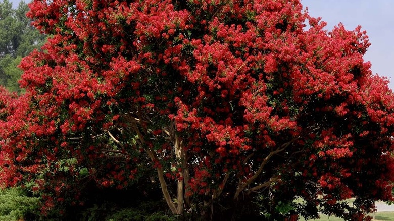 A small 'Red Rocket' crepe myrtle planted in a large yard