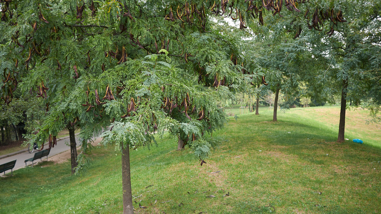 Thornless honey locust trees planted in a park