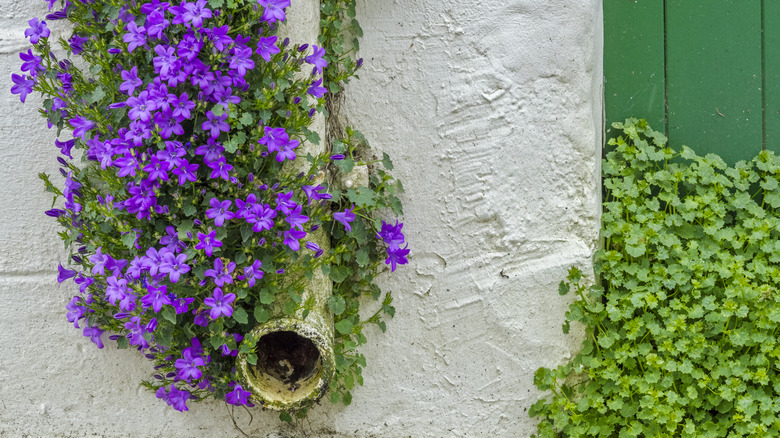 Close up of downspout covered in vining flowers