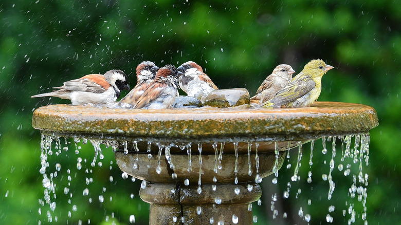 Birds splashing in bath