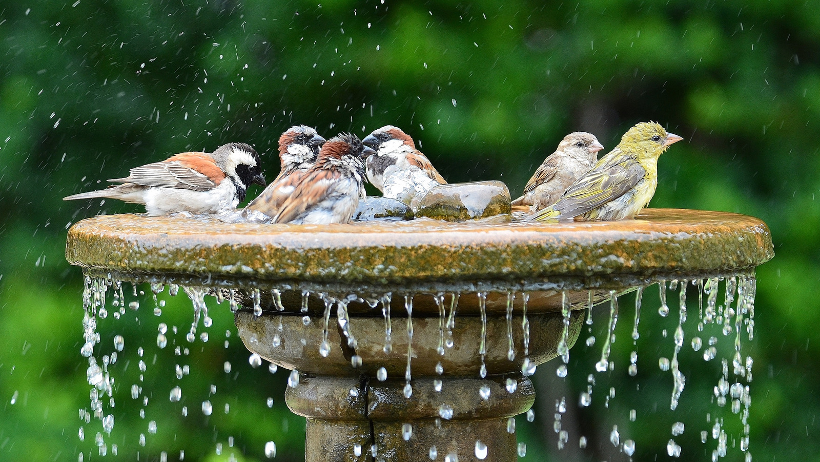 7 trucos geniales que mantendrán limpia tu fuente para pájaros