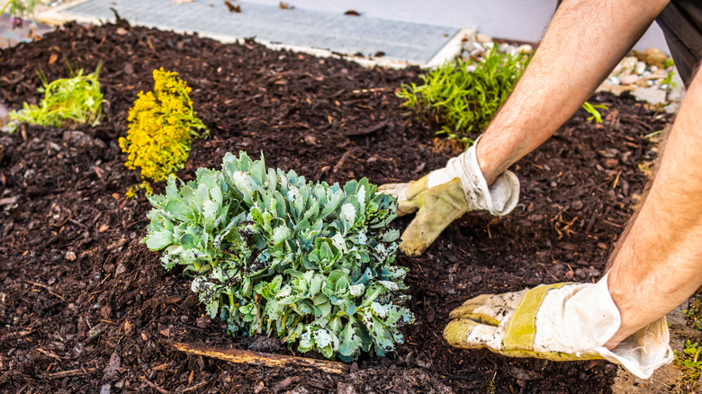Organic mulch tucked tightly around young outdoor garden plants
