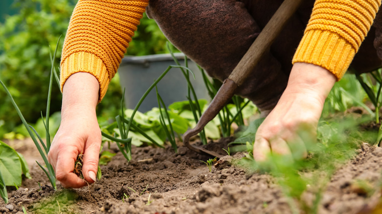 Woman pulling weeds out of vegetable garden