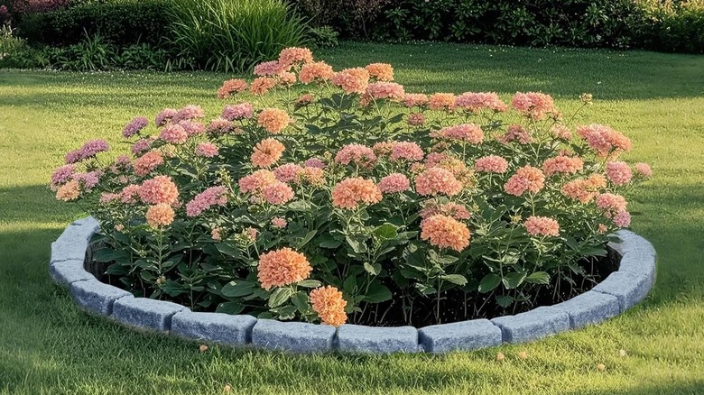 Blooming peach-colored flowers in mulch surrounded by faux stone garden edging