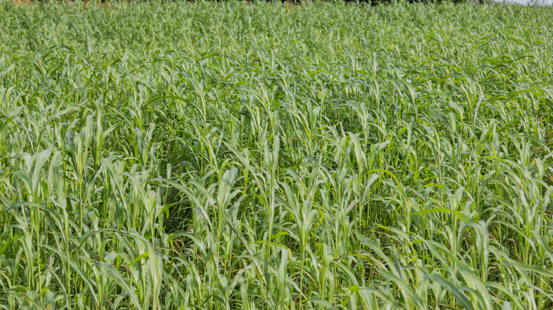 Field of Sorghum-Sudangrass grown as a cover crop in sunlight