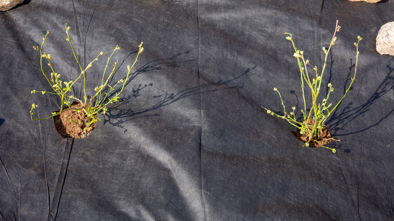 Black landscape fabric cut out around young blueberry saplings