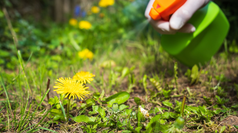 Gloved hand spraying dandelion weeds with generic chemical herbicide
