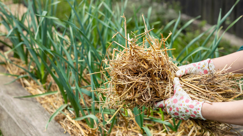 Gloved hands laying hay mulch around outdoor plants