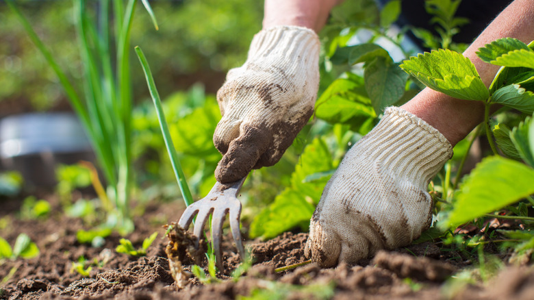 person weeding in garden