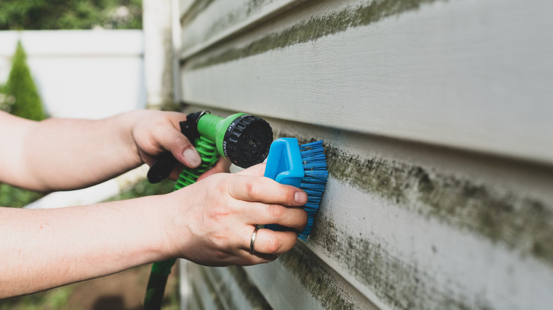 cleaning algae and mold from vinyl siding