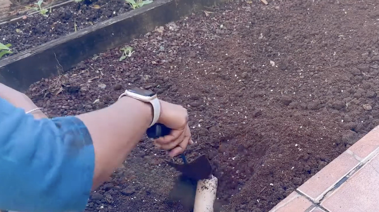 gardeners hand burying paper towel roll in the garden soil