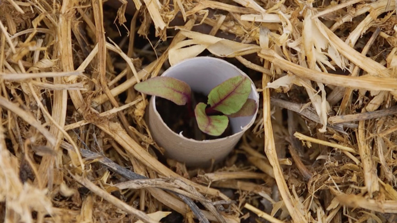 small plant growing up through paper towel roll in garden