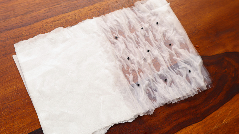 seeds being germinated on wet paper towel