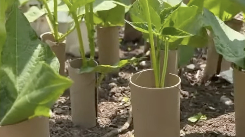 small plants with paper towel rolls around bottom stem