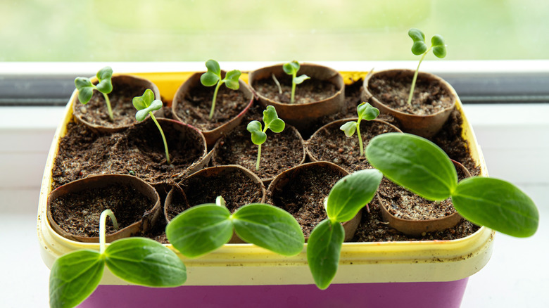 paper towel rolls cut into seed starters with plants beginning to grow