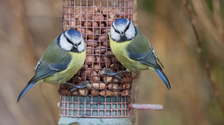Two birds on a feeder