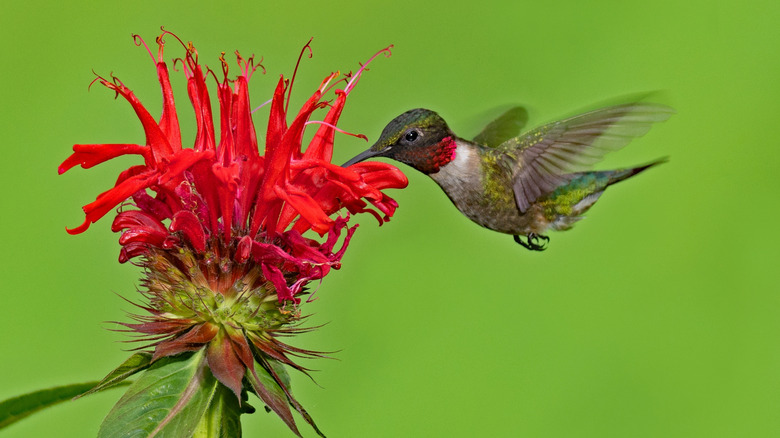 Hummingbird drinking nectar from a red beebalm flower