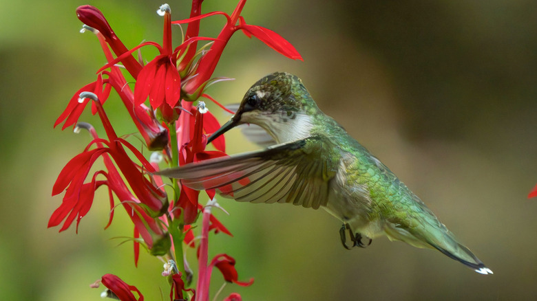 Hummingbird feeding on a red cardinal flower
