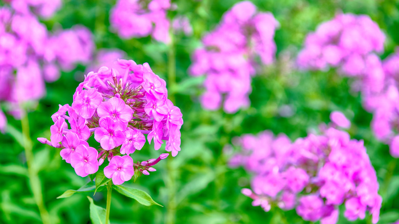 Close up of pink garden phlox on a sunny day