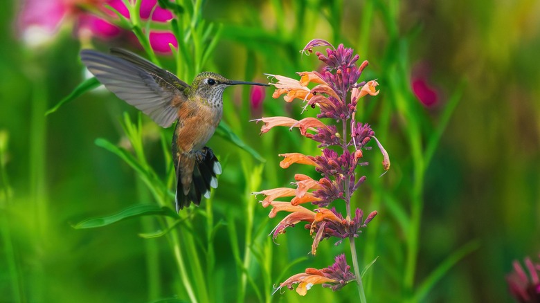 A hummingbird gathering nectar from a hummingbird mint plant