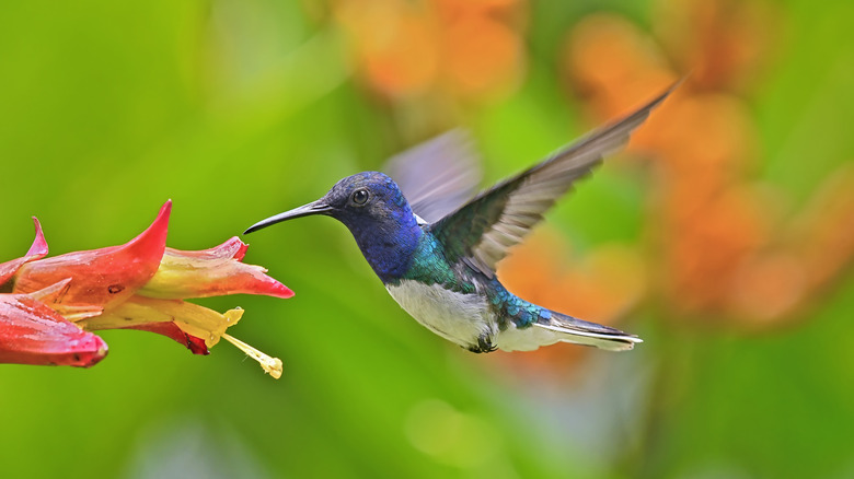A blue hummingbird visiting a orange red flower