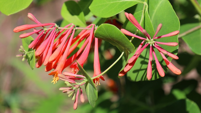 Close up of red native honeysuckles in bloom