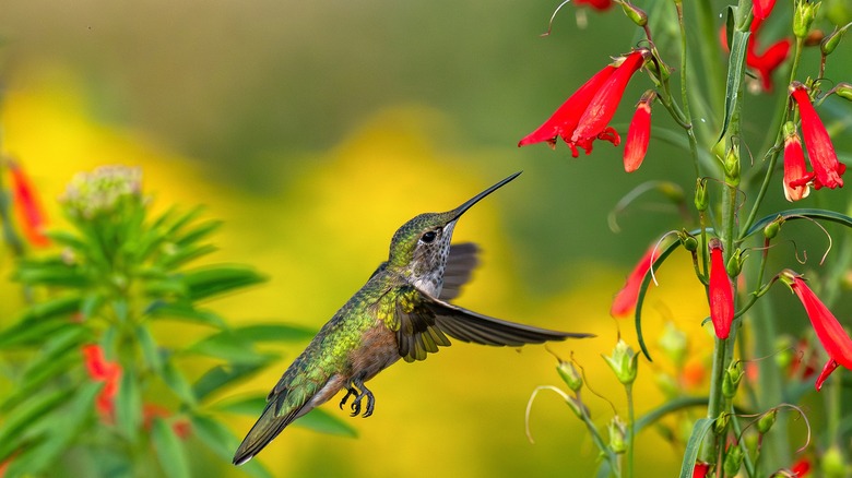 A hummingbird visiting a red penstemon flower