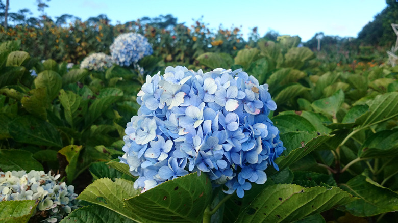 hydrangea leaves with holes