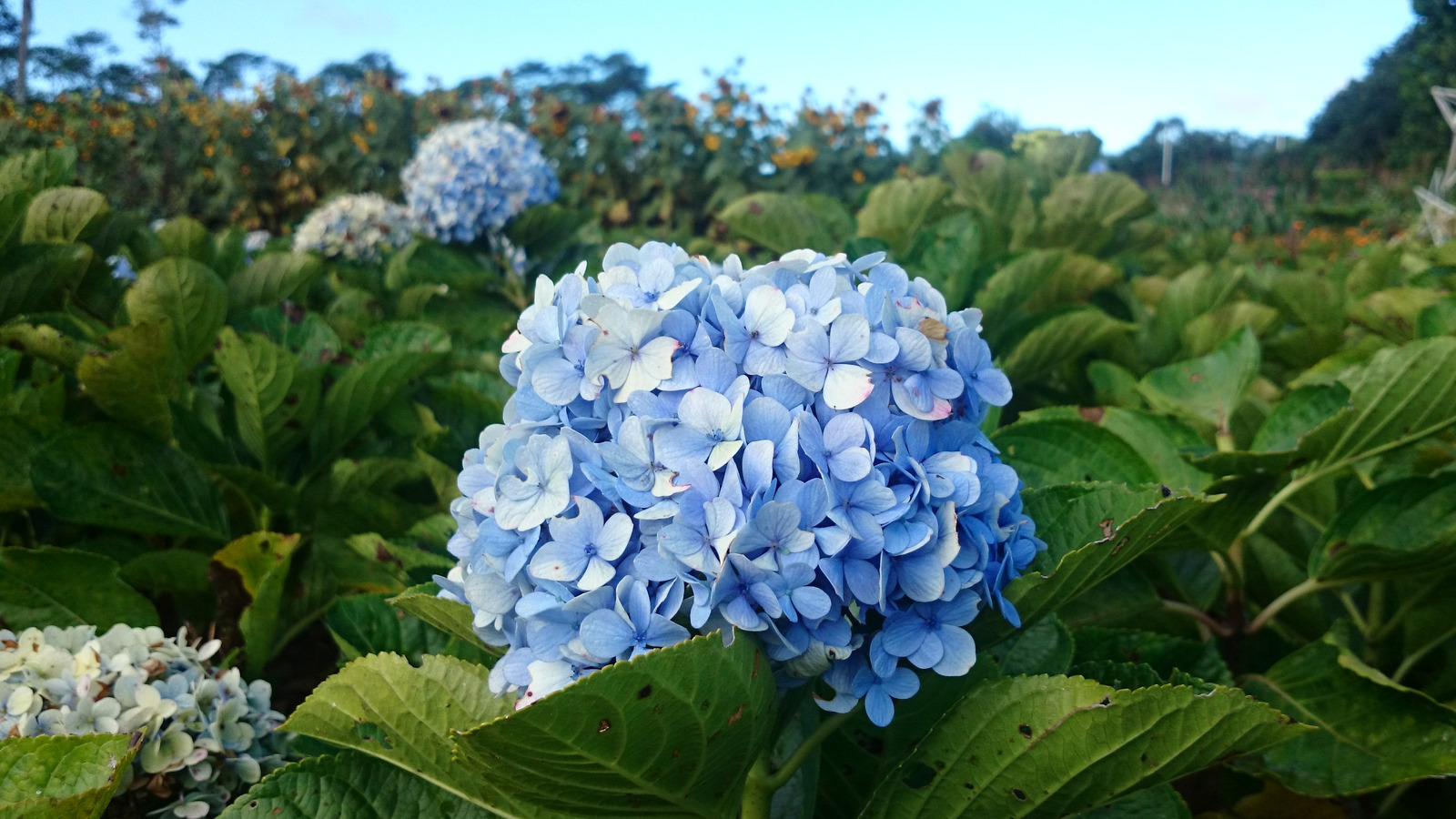 7 Pests That Will Destroy Your Hydrangeas (And How To Get Rid Of Them)