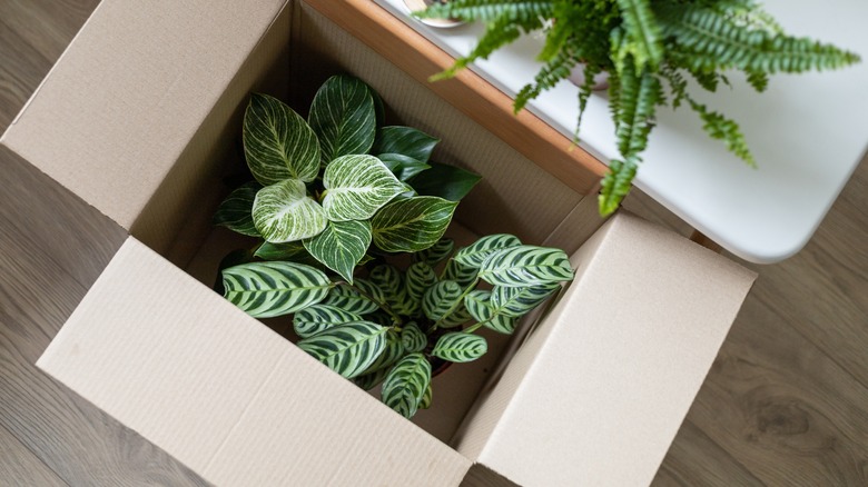 Houseplants delivered in a cardboard box