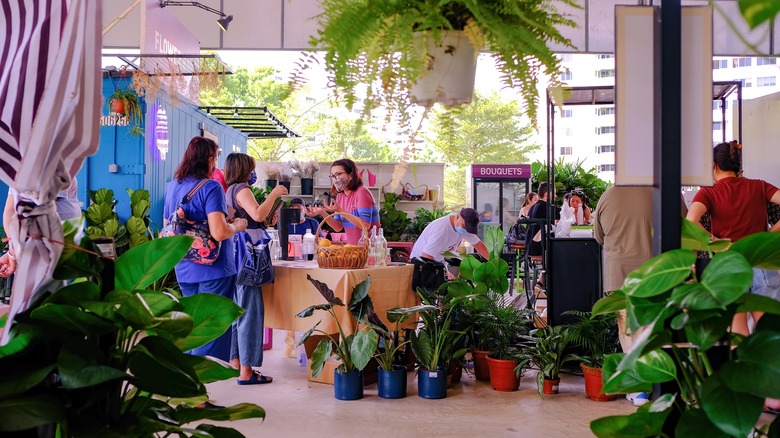 Houseplants for sale at a market stall