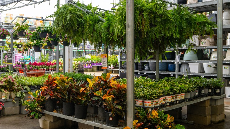 Home Depot plants for sale