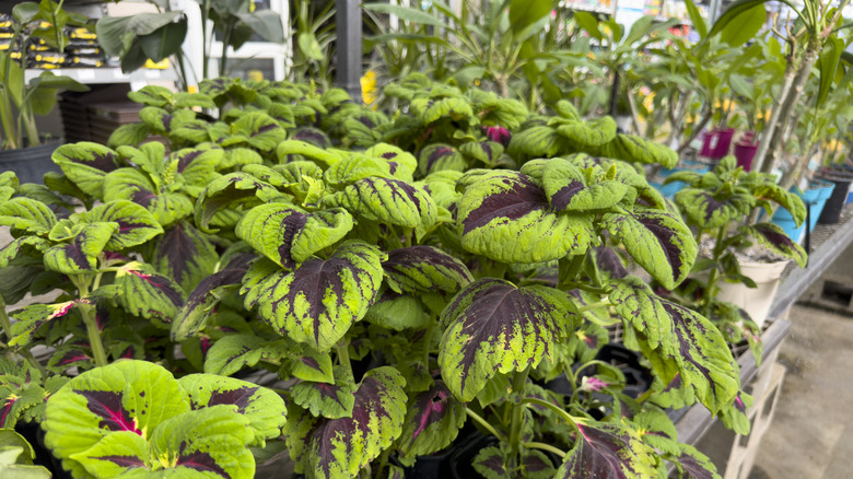 Potted coleus plants for sale