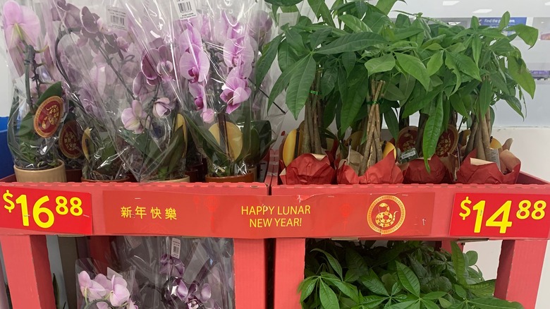 Money plants and orchids for sale in Walmart