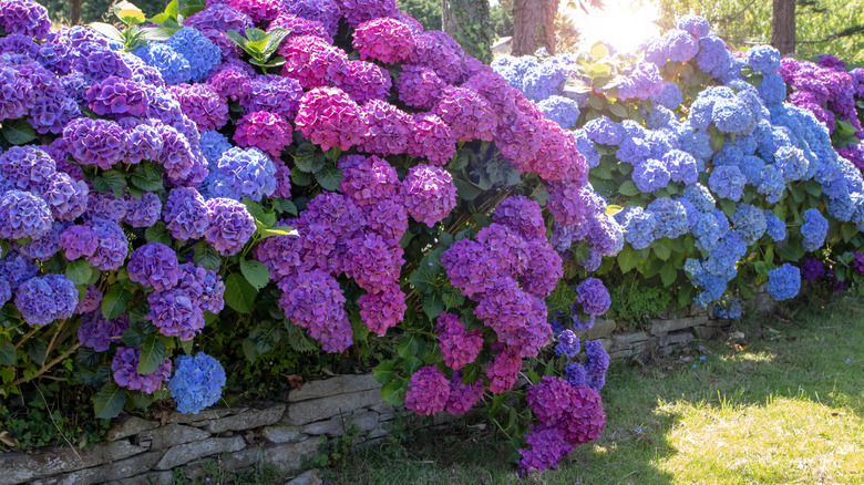 A low stone retaining wall with colorful hydrangeas planted in the soil behind