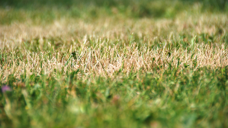 Closeup of a brown patch of lawn
