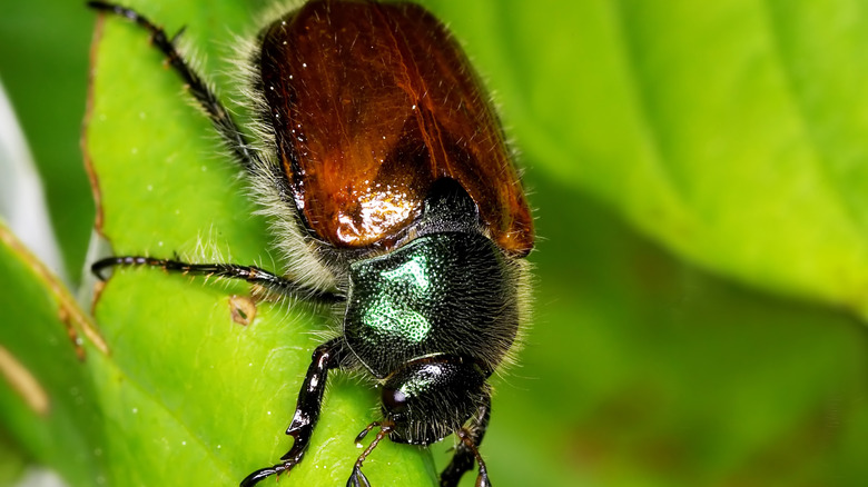 Closeup of a June bug on leaf
