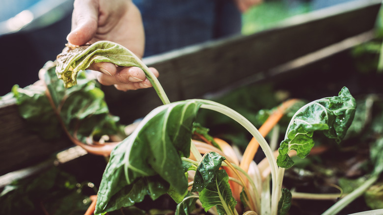 Hand holding withered and yellowed leaves of a vegetable