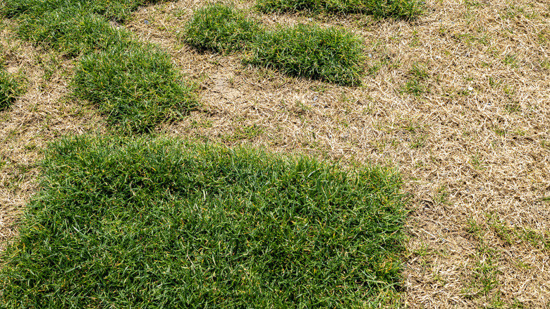 Green lawn with large patches of brown grass, disturbed turf