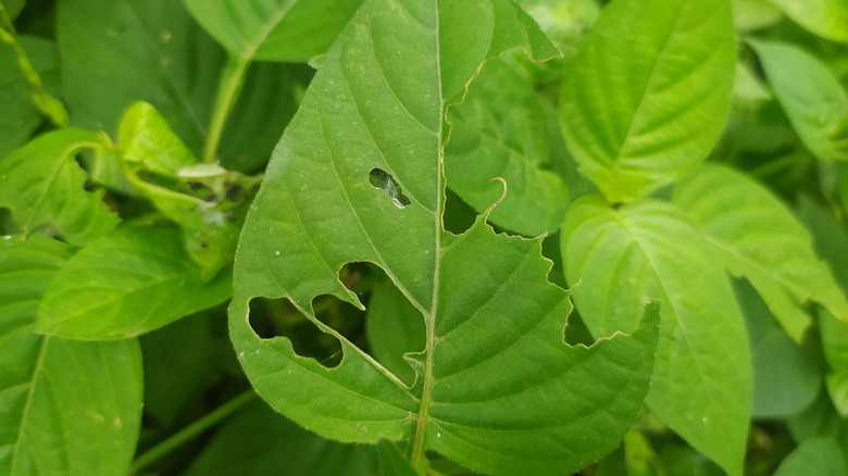 Small irregular hole in green leaf closeup