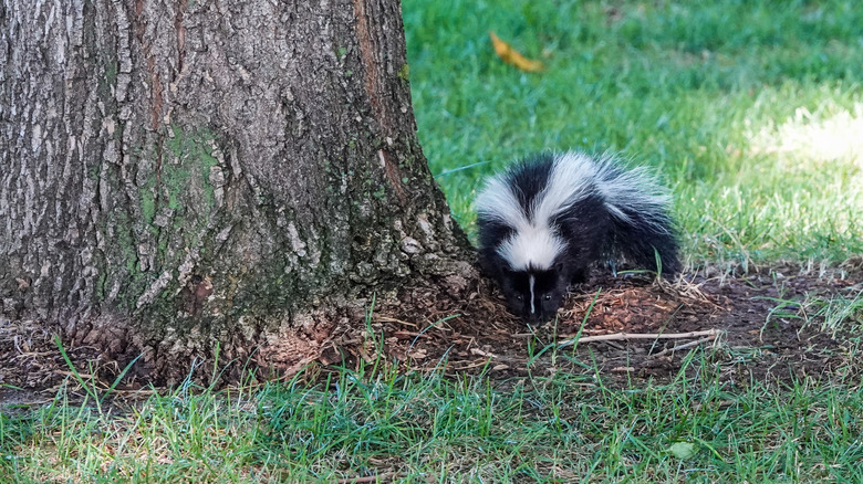 Baby skunk digs in a yard near a tree