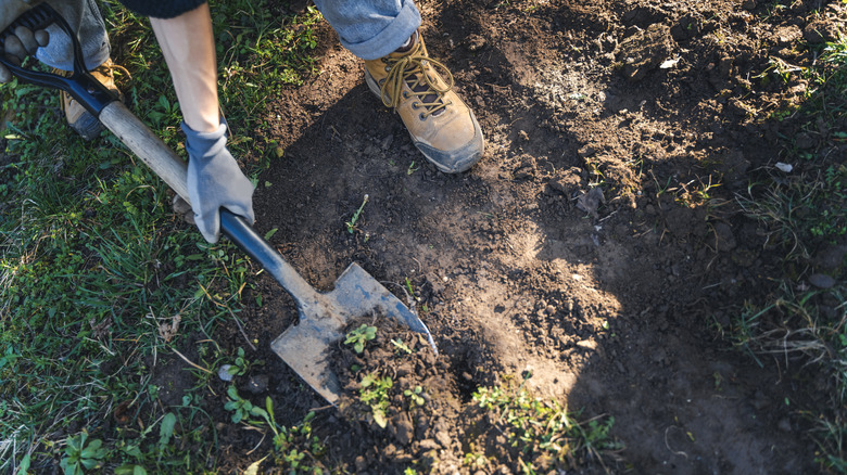 Digging in ground with shovel